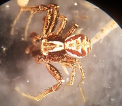 Xysticus cristatus