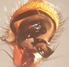 Xysticus cristatus