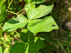 Heraclides cresphontes