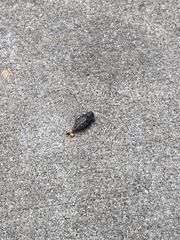 Chrysobothris femorata