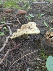 Tricholoma equestre