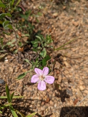 Geranium caespitosum