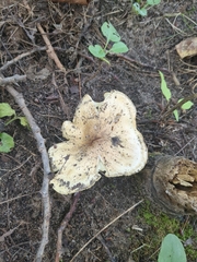 Tricholoma equestre