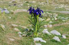 Iris latifolia