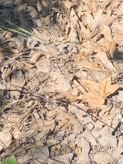 Hermeuptychia intricata