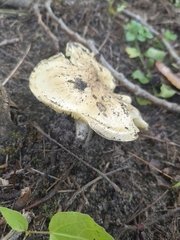 Tricholoma equestre