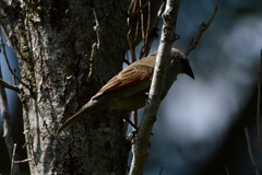 Agelaioides badius