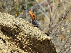 Agama planiceps