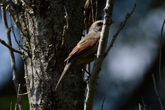 Agelaioides badius