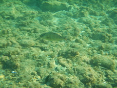 Seriola dumerili