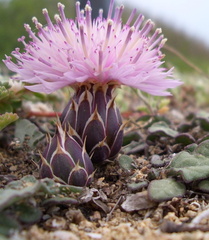 Crocodilium creticum