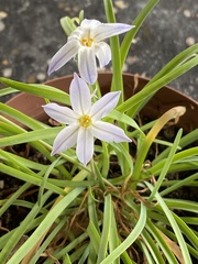 Ipheion
