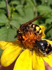 Xanthocampsomeris limosa