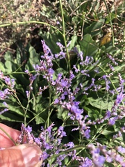 Limonium vulgare