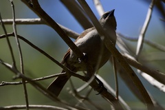 Agelaioides badius