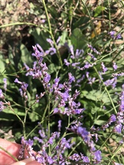 Limonium vulgare