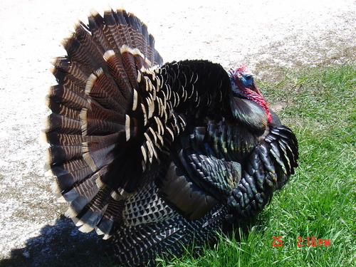 Wild Turkey photographed in Idaho