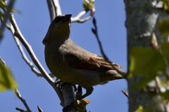 Agelaioides badius