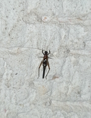 Homoeoxipha lycoides