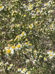 Symphyotrichum ericoides