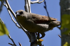 Agelaioides badius