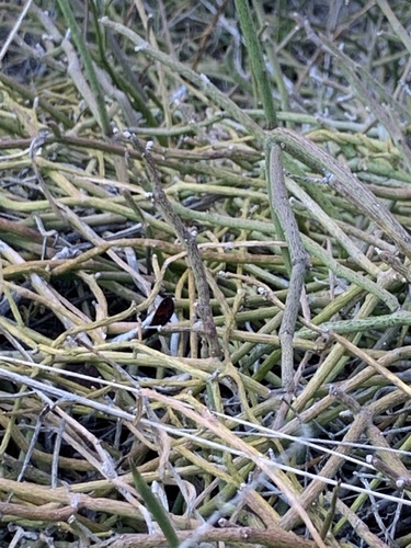 Cynanchum gerrardii