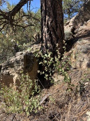 Brickellia californica