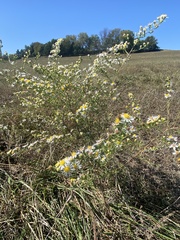 Symphyotrichum ericoides