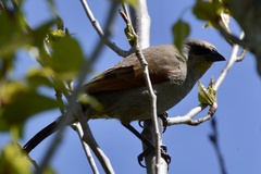 Agelaioides badius