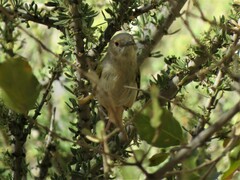 Camaroptera brachyura intercalata