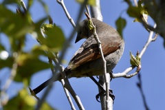 Agelaioides badius
