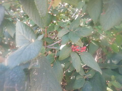 Viburnum rhytidophyllum