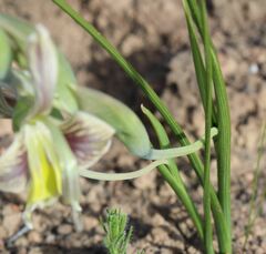 Gladiolus ceresianus