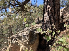 Brickellia californica