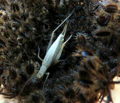 Oecanthus quadripunctatus