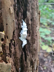 Tremella fuciformis