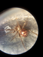 Steatoda grossa