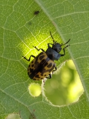 Zygogramma signatipennis