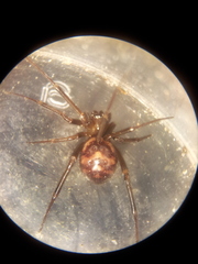 Steatoda grossa