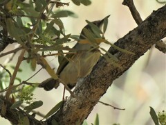 Camaroptera brachyura intercalata