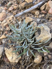 Packera spellenbergii