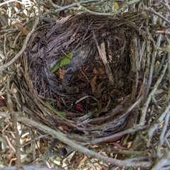 Dumetella carolinensis