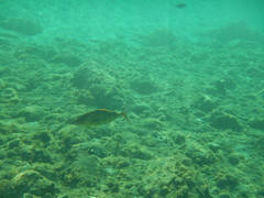 Seriola dumerili