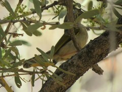 Camaroptera brachyura intercalata