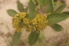 Salacia kraussii