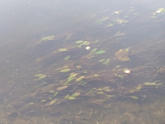 Potamogeton natans