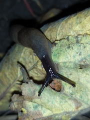 Krynickillus melanocephalus