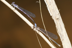 Argia hinei