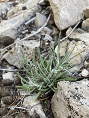 Packera spellenbergii