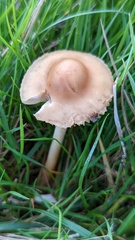 Marasmius oreades
